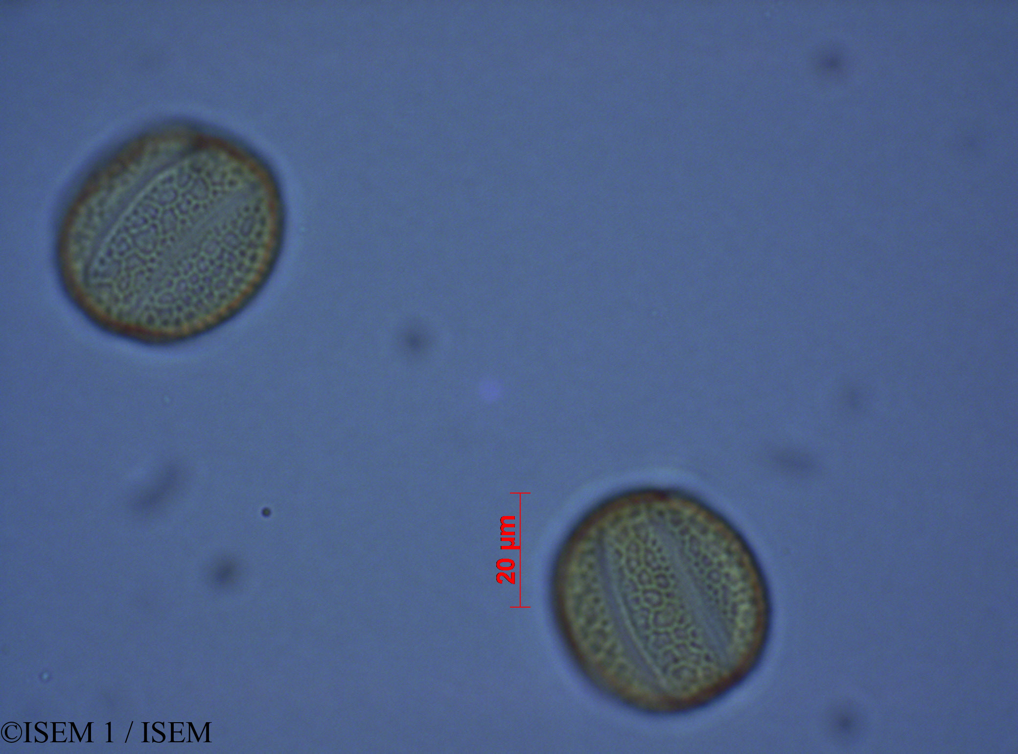 ISEM 1/Salvia_corrugata_28082/Salvia_corrugata_28082_0001(copy).jpg
